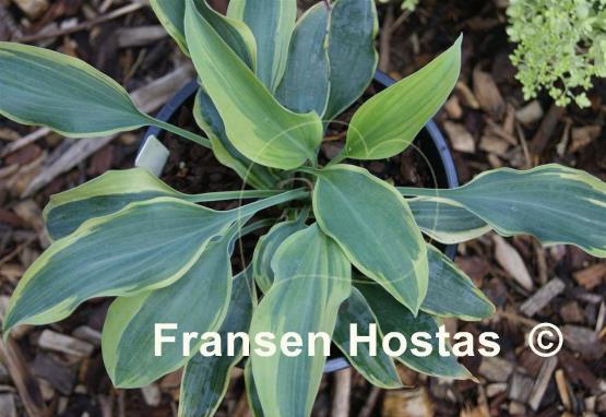 Hosta Picasso